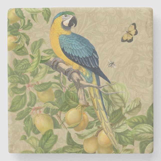 Macaw Blue Yellow Tropical Jungle Antique Stone Coaster (Front)
