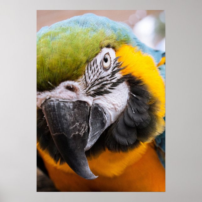 Macaw Close-Up poster (Front)
