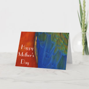 Macaw Feathers Card