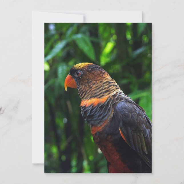 Macaw Holiday Card (Front)