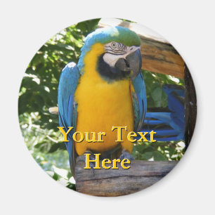 Macaw Magnet