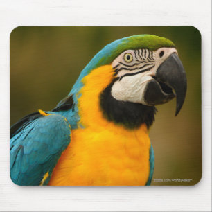 macaw mouse pad