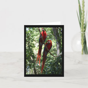 Macaw Notecard