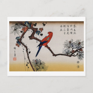 Macaw on Pine Branch, Hiroshige Postcard