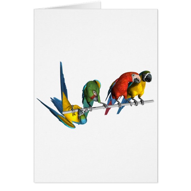 Macaw Parrot (Front)