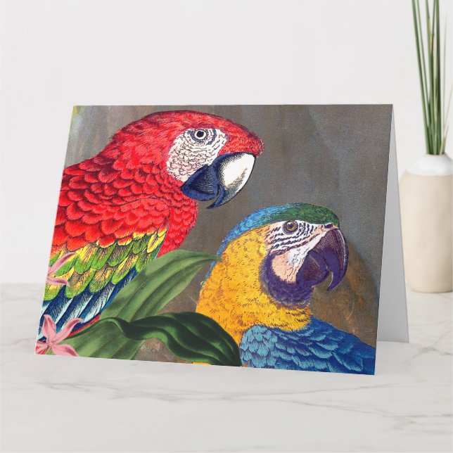 Macaw Parrot Birds Happy Birthday Big Card (Front)