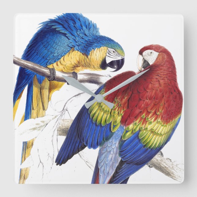 Macaw Parrot Birds Wildlife Animals Wall Clock (Front)