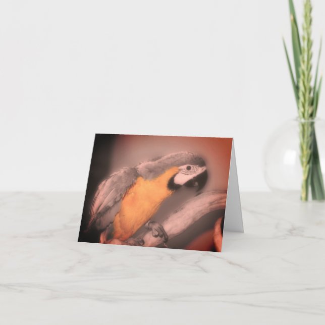 Macaw Parrot Black White Partial Colour Note Card (Front)
