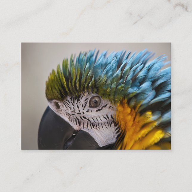 Macaw Parrot - Business Card (Front)