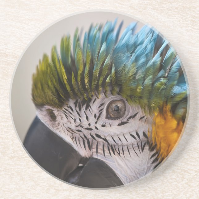 Macaw Parrot - Coaster (Front)
