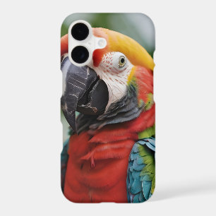 Macaw parrot colourful 