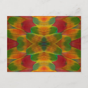Macaw parrot feather kaleidoscope postcard