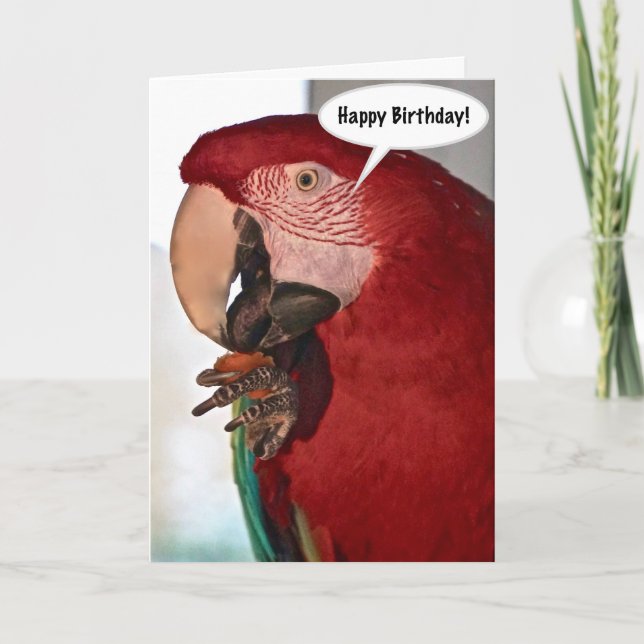 Macaw Parrot Happy Birthday Card (Front)