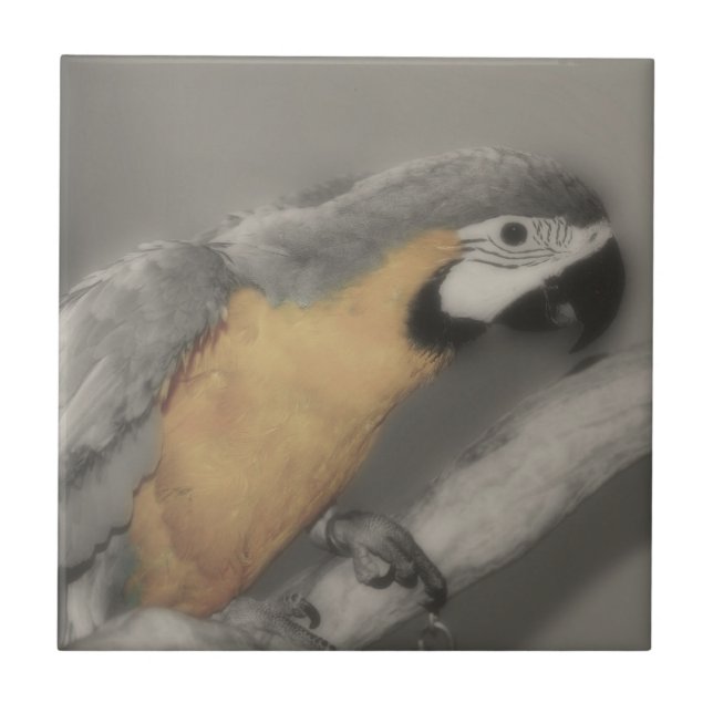 Macaw Parrot In Black And White Bird Tile (Front)