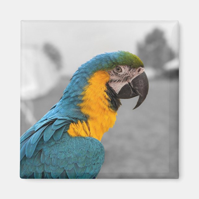 Macaw Parrot Magnet (Front)