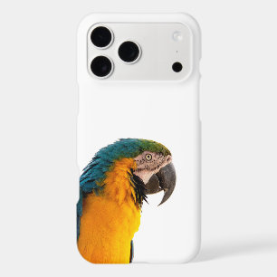 Macaw Parrot Photo