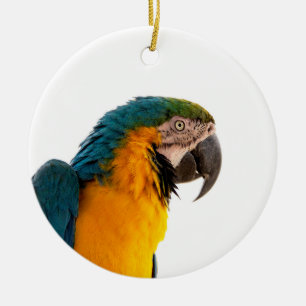 Macaw Parrot Photo Ceramic Ornament