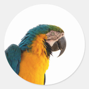 Macaw Parrot Photo Classic Round Sticker