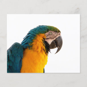Macaw Parrot Photo Flyer