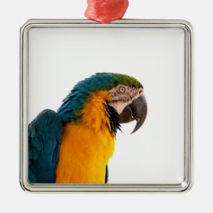 Macaw Parrot Photo Metal Ornament