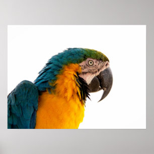 Macaw Parrot Photo Poster