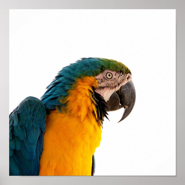 Macaw Parrot Photo Poster (Front)