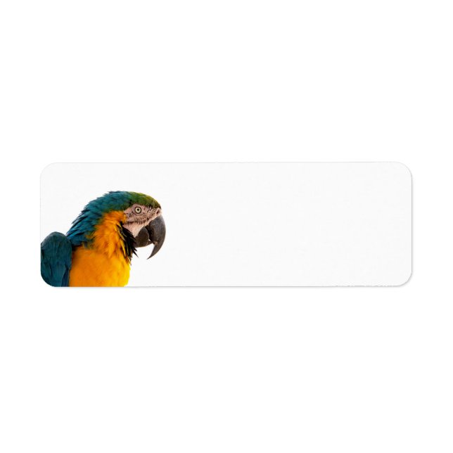 Macaw Parrot Photo Return Address Label (Front)