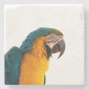 Macaw Parrot Photo Stone Coaster