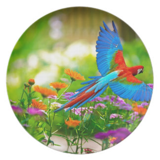 Macaw Parrot Plate