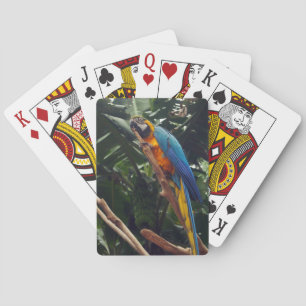Macaw Parrot Playing Cards