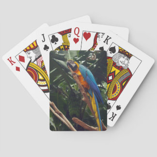 Macaw Parrot Playing Cards