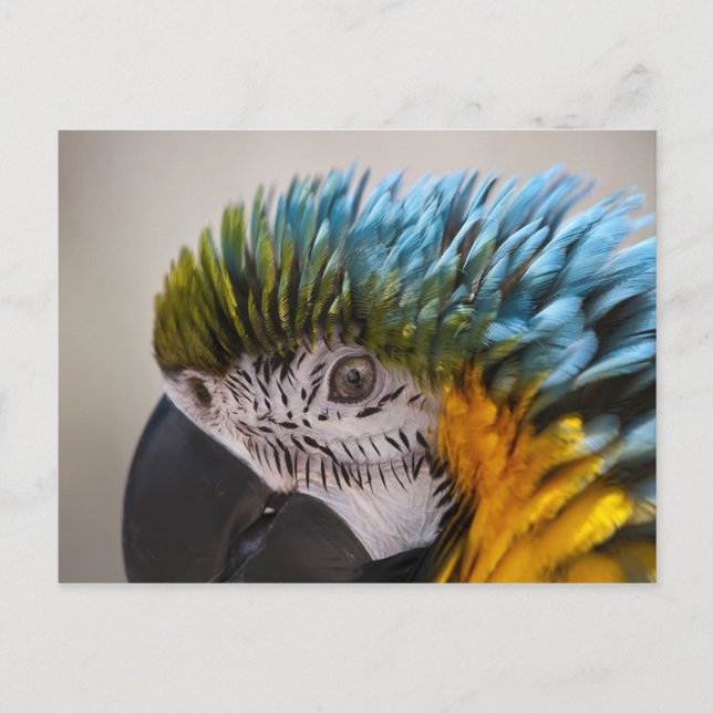 Macaw Parrot - Postcard (Front)