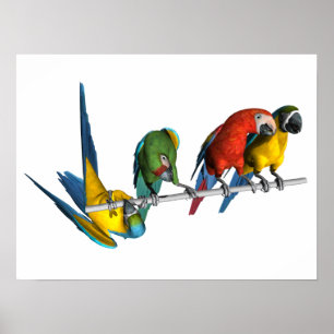 Macaw Parrot Poster