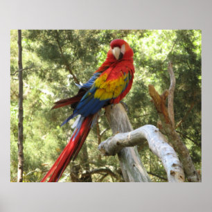 Macaw Parrot Poster