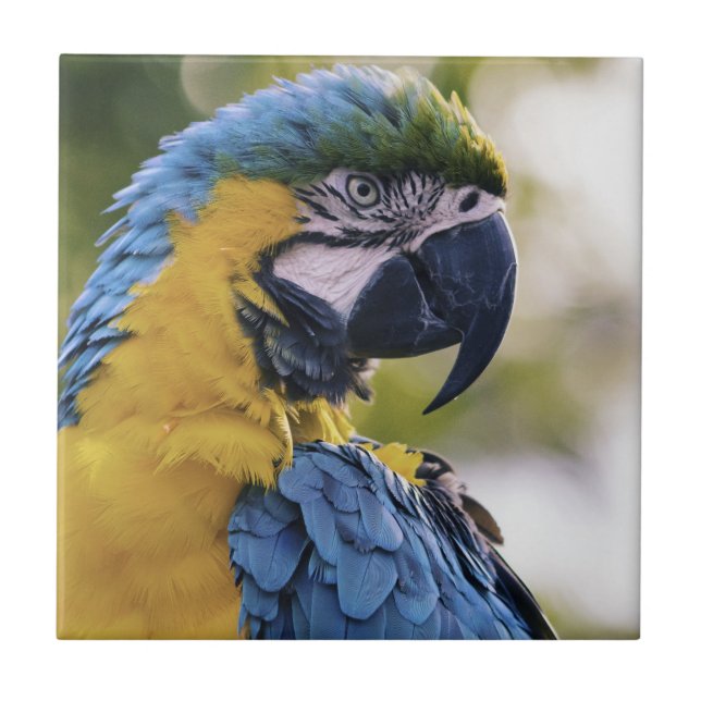 Macaw Parrot Profile Portrait Photograph Ceramic Tile (Front)