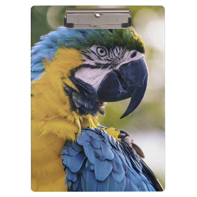 Macaw Parrot Profile Portrait Photograph Clipboard (Front)