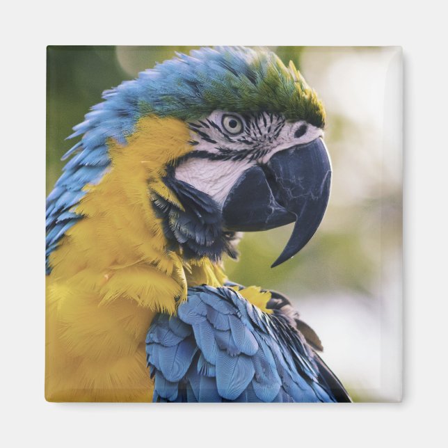 Macaw Parrot Profile Portrait Photograph Magnet (Front)