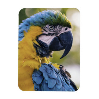 Macaw Parrot Profile Portrait Photograph Magnet