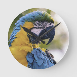 Macaw Parrot Profile Portrait Photograph Round Clock