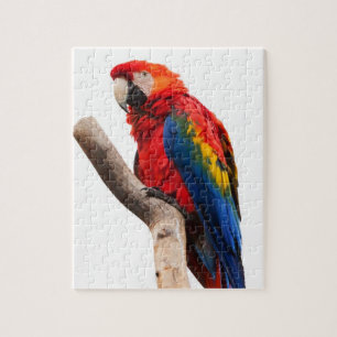 Macaw Parrot Puzzle