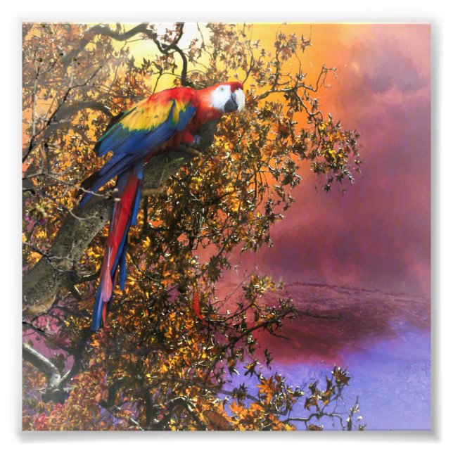MACAW PARROT RAIN FOREST OUTPOST PHOTO PRINT (Front)