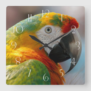 Macaw Parrot Square Wall Clock