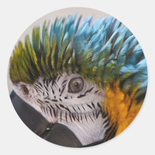 Macaw Parrot - Sticker