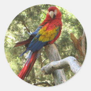 Macaw Parrot Sticker
