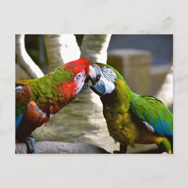 Macaw Parrots 2013 Calendar Postcard (Front)