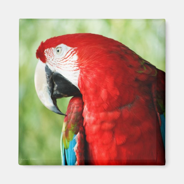 Macaw Portrait Magnet (Front)