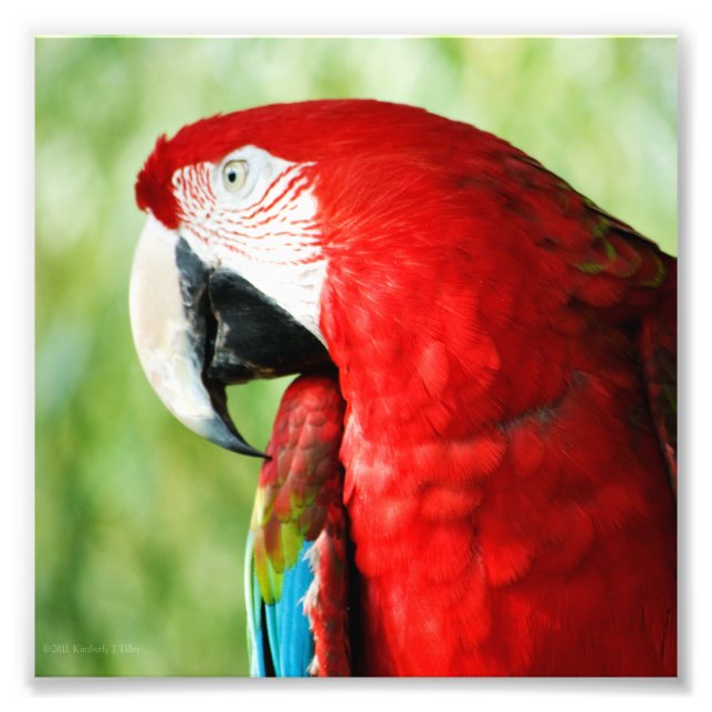 Macaw Portrait Photo Print (Front)