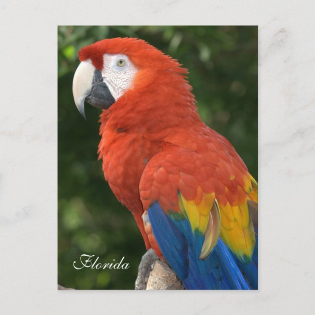 Macaw Postcard (Front)
