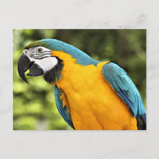 Macaw Postcard