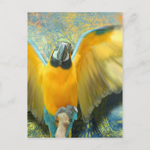 Macaw Postcard